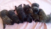 CHIOT