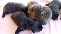 CHIOT